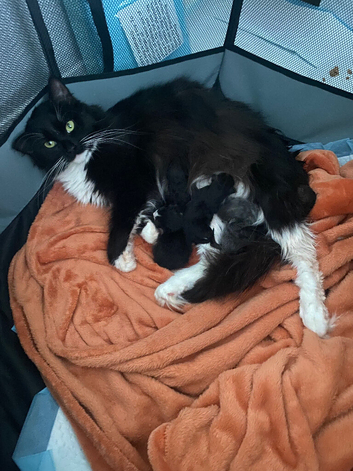 Beautiful kittens