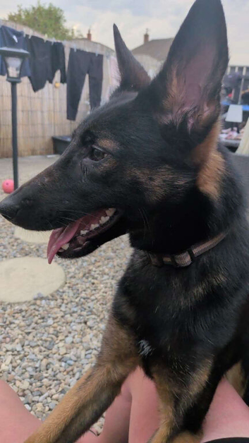 1 year old Belguim Mali cross Dutch herder