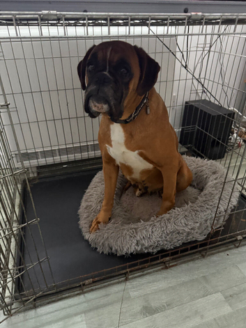 Boxer