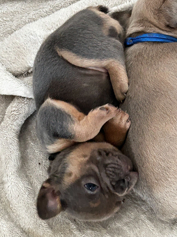 The 3 cutest frenchie pups you'll ever meet. Montlhy payplan option
