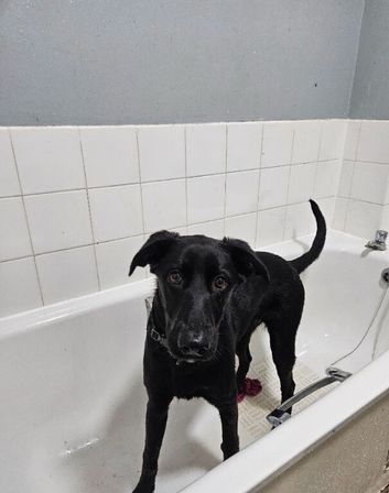 6 month old shepador