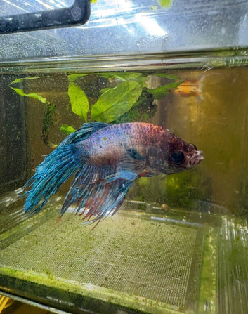 Bert The Betta - Free To A Good Home