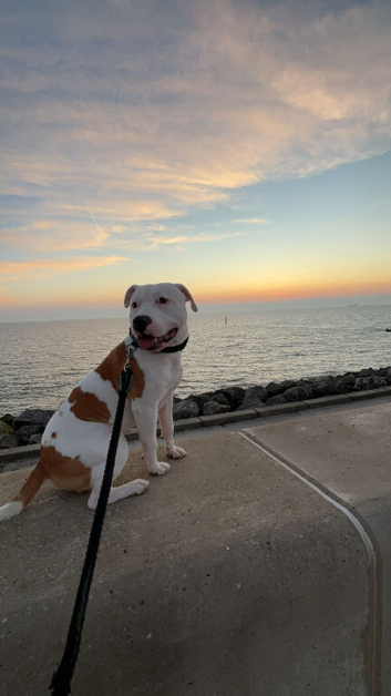 American bulldog cross staff