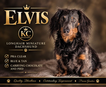 Blue and tan miniature dachshund STUD