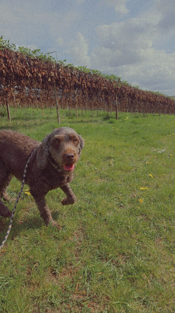 Female cockapoo