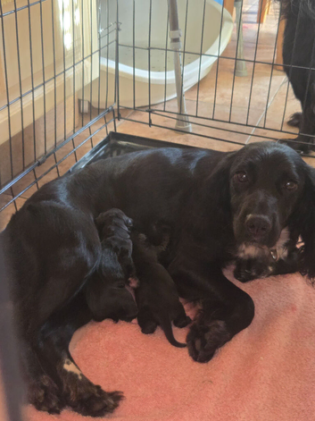 2 beautiful puppies