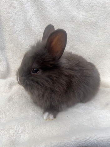 Lion head lop