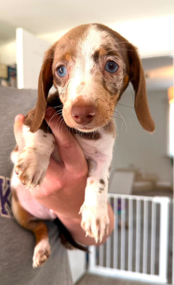 Miniature dachshund puppies