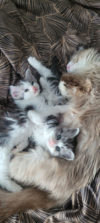 Mainecoon x Ragdoll/persian kitten