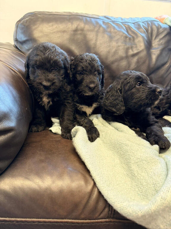 Saint Berdoodle Puppies