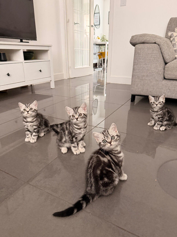 Silver Tabby British shorthair kittens GCCF registered