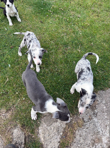 Well marked pups