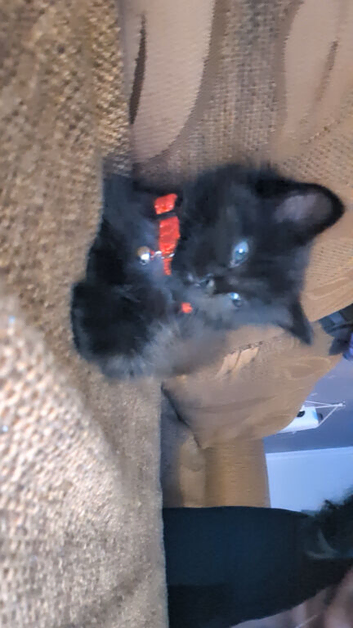 Two brothers need to be rehomed