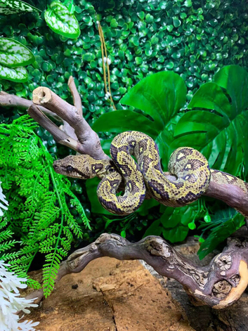 Madagascan Tree Boas at Birmingham Reptiles