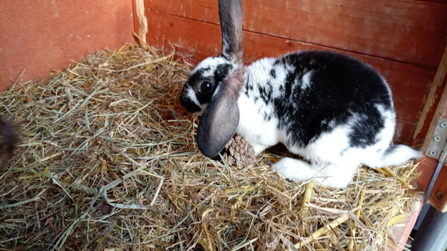 Baby rabbits available now