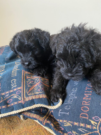 Bedlington terrier x cairn terrier