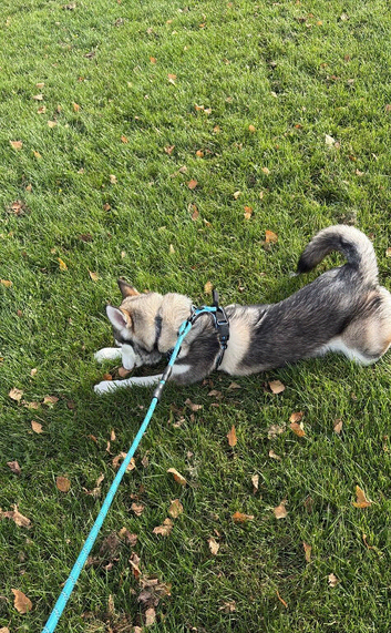 Max