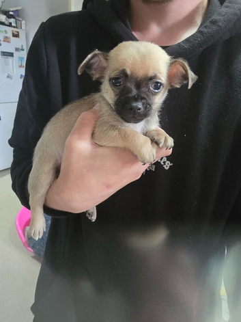 Chihuahua puppies for sale