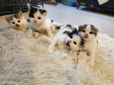 Kittens