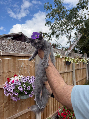 Maincoon kitten