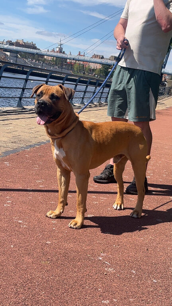 Press x mastiff