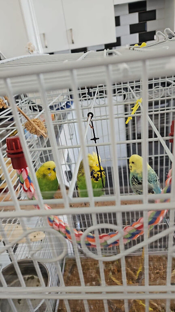3 Budgies For Sale