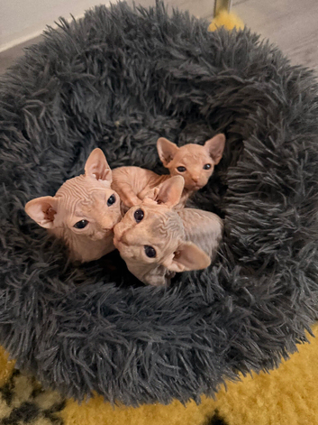 Sphynx babies