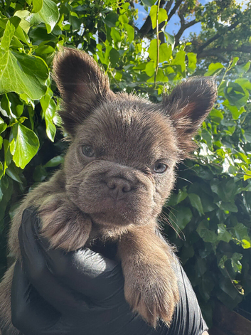 Fluffy frenchies