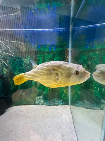 3 year old puffer fish.