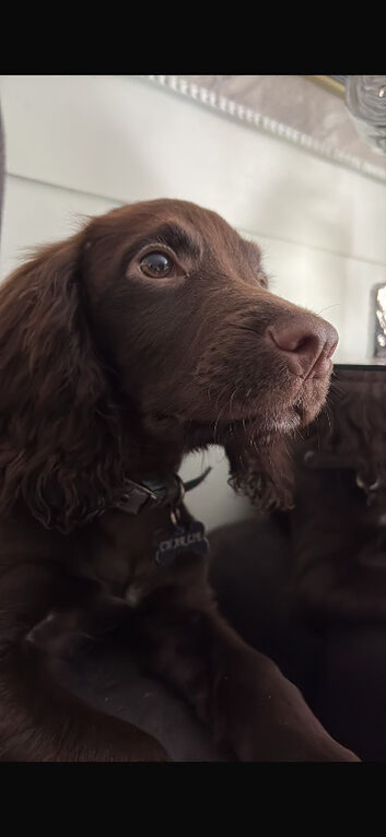 Cocker spaniel puppy