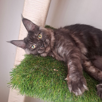Maine coon females