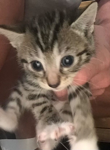 Beautiful Male Kitten