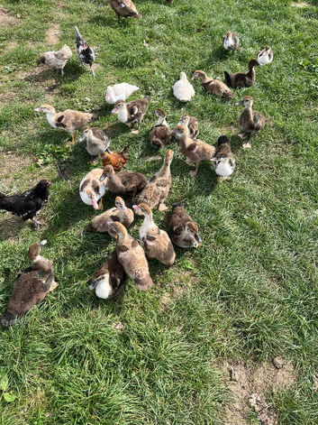 Muscovy ducks