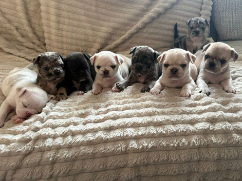 Frug puppies