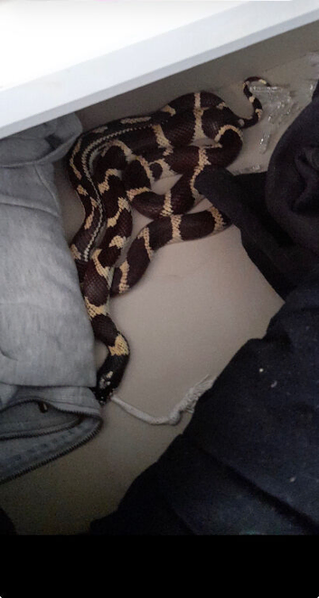 California king snake