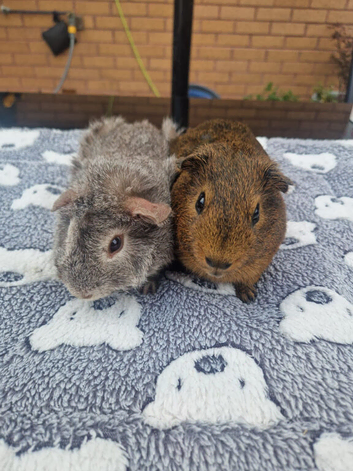 Bonded boars pair for sale !