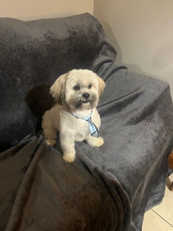 Milo KC Proven Stud