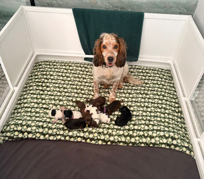 Beautiful working cocker spaniel puppies