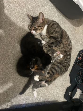 Kittens