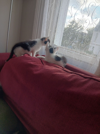 Kittens