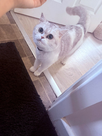 British Chinchilla Shorthair