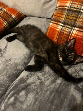 Maine coon x last one left