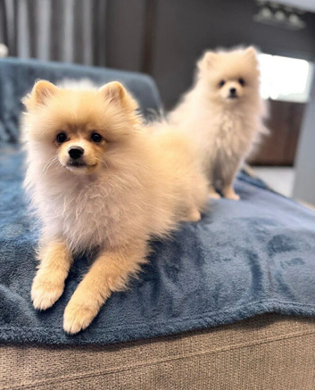 Pomeranian Puppies &ndash; Two Beautiful Boys.
