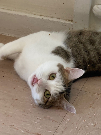 Lovely female cat intact 4 years old