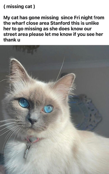 Missing cat