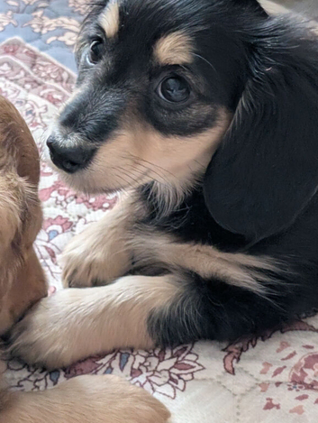 KC miniature dachshund