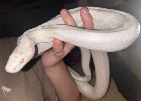Male Adult SnowCorn for sale