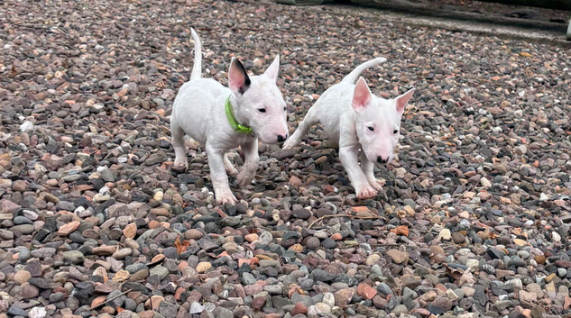 Beautiful Bullterrier pups 1 male 1 female