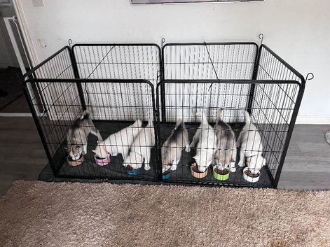 Husky Malamute Puppies