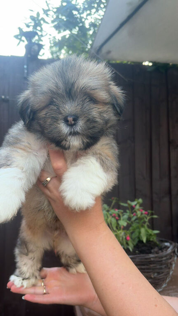 Lovely pedigree puppys Ready now